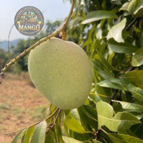 Banginapalli Image 1