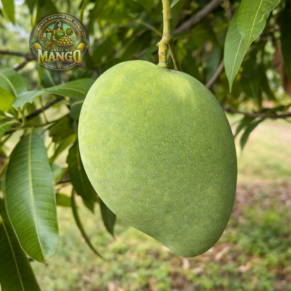 Banginapalli Image 4 1