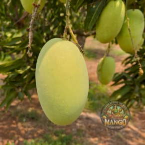 Cheruku Rasalu Mango 05