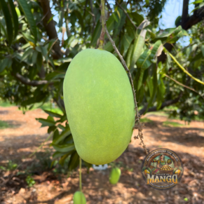 Cheruku Rasalu Mango 1